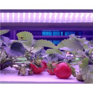 LED plant grow light 36W