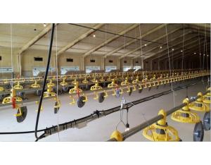 Automatic Chicken layer feeding and drinking line system Poultry Equipment For Chicken Farm