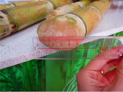 sugar cane juicer