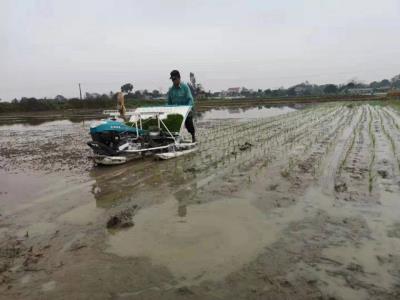 4 rows walking Rice Transplanter YAMAHA engine