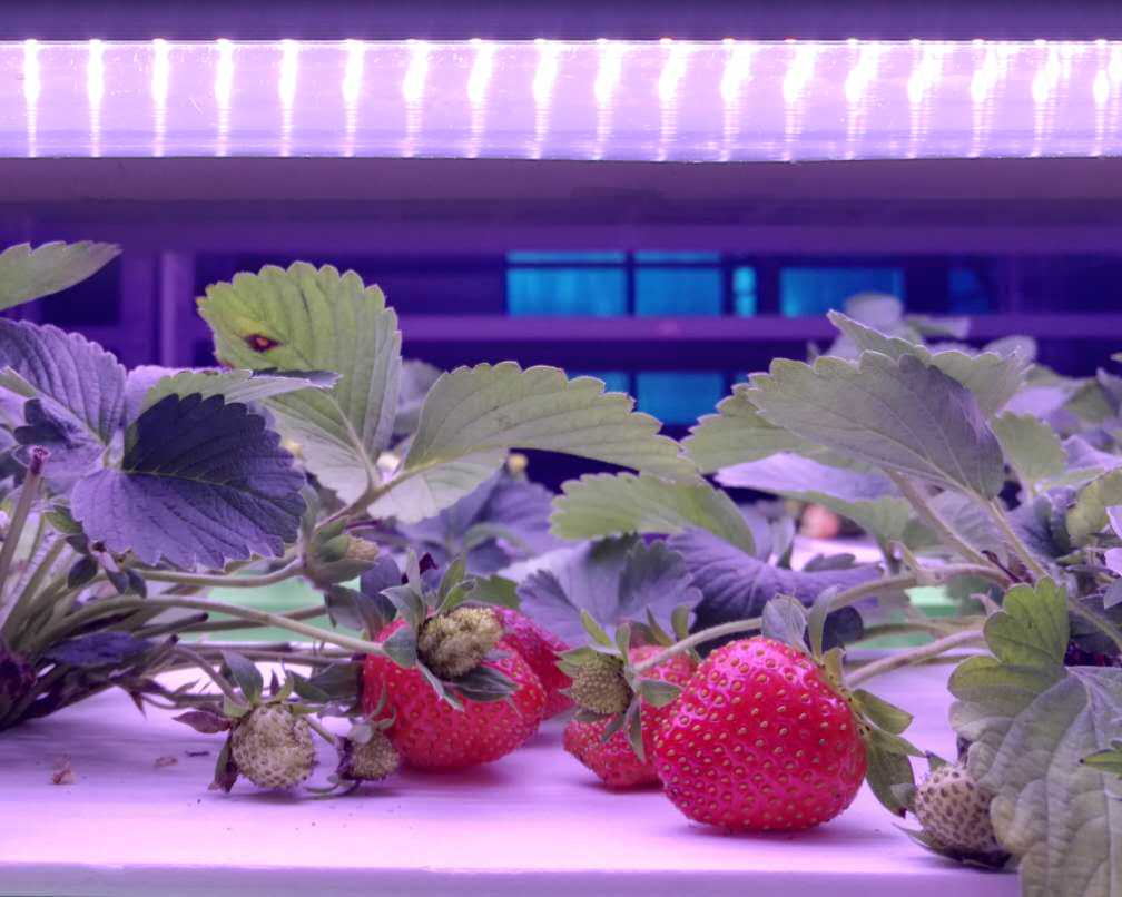 LED plant grow light 36W