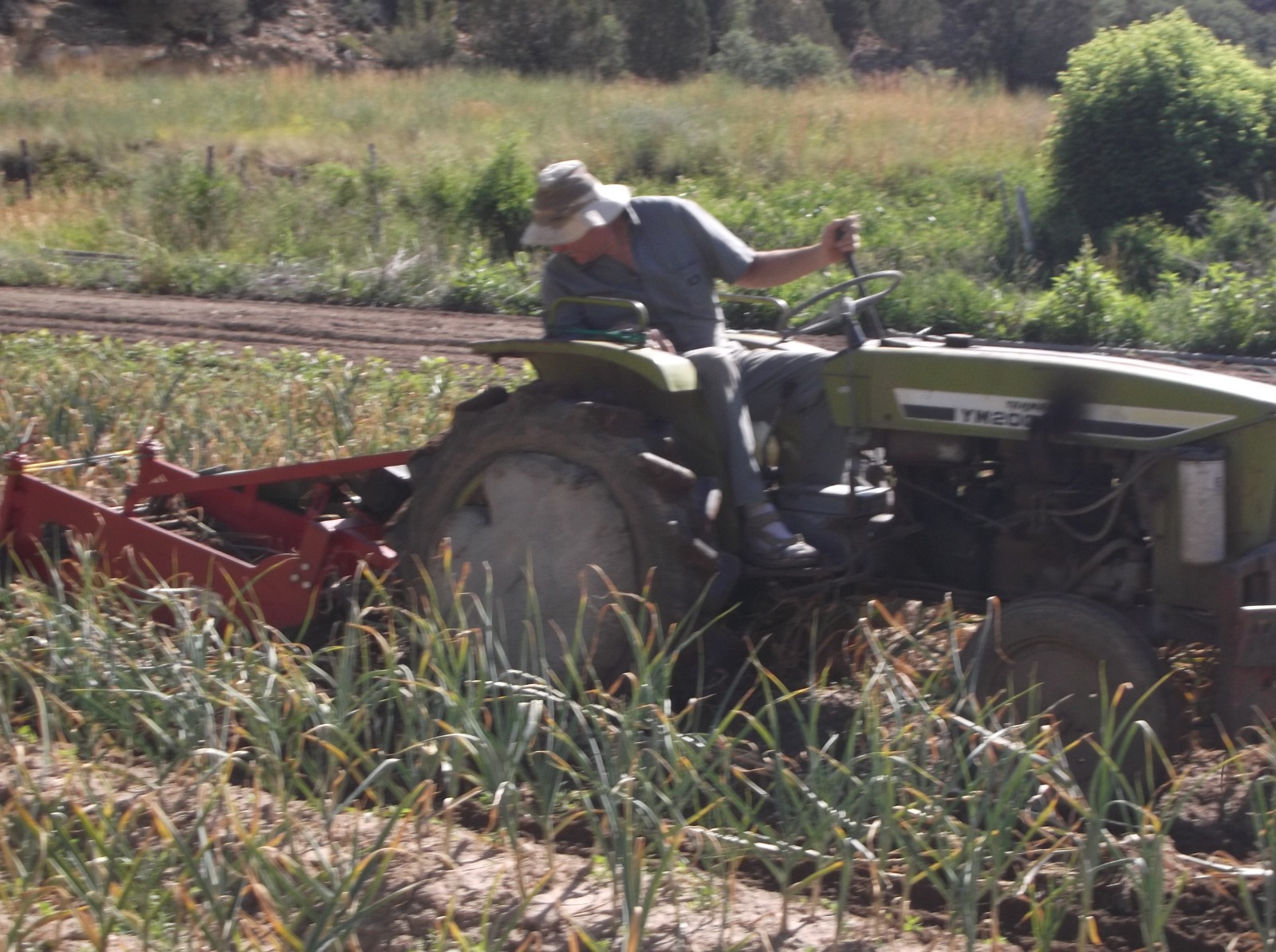 tractor mounted Potato and Garlic Harvester  